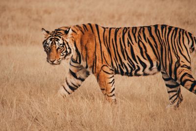 Tiger in a desert