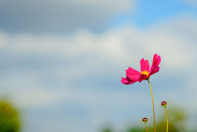 Close-up of pink flowering plant