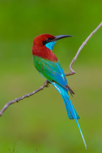 Close-up of bird perching on twig