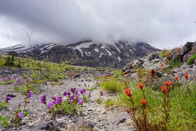 Flowering plants on land against sky