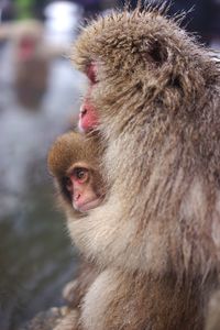 Close-up of monkey