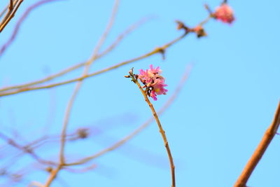 Low angle view of purple flowering plant against blue sky