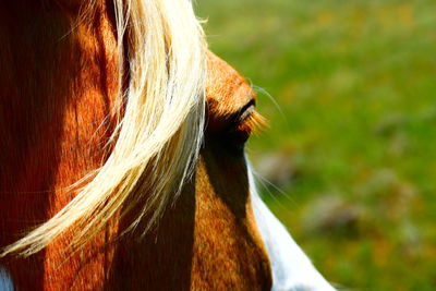 Close-up of a horse