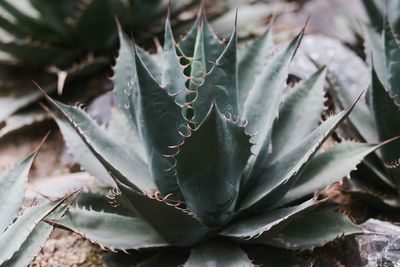 Close-up of cactus plant