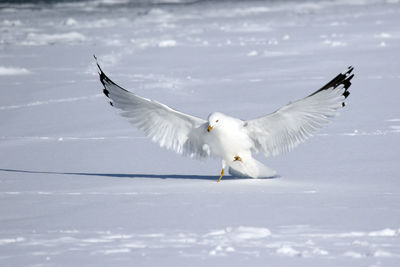 Full length of seagull on snow covered field