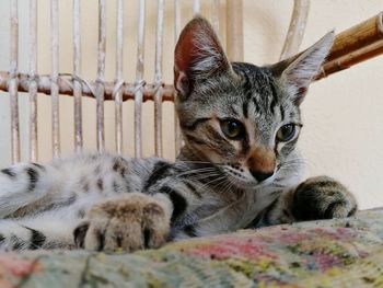 Close-up portrait of cat