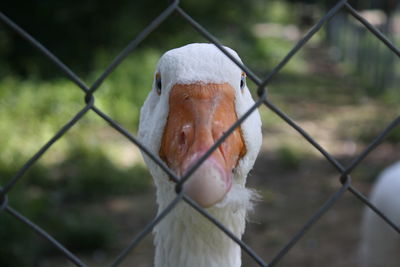 Close-up of a goose