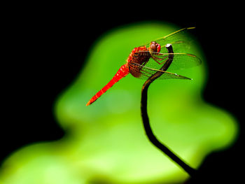 Close-up of insect