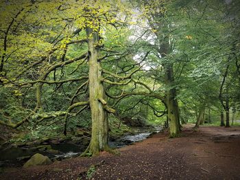 Trees growing in forest