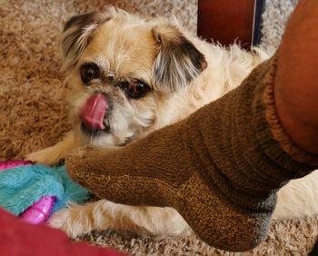 Close-up of dog sitting at home