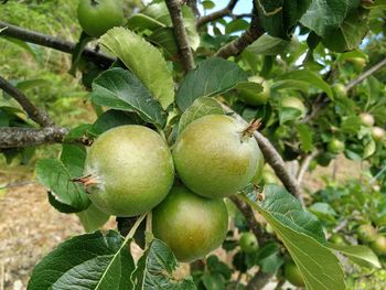 Close-up of apples on tree