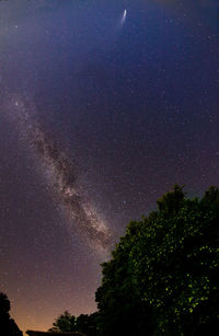 Low angle view of trees against sky at night