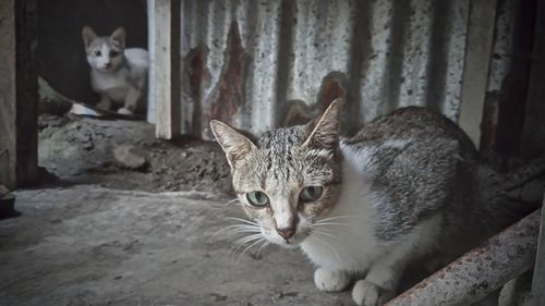 Portrait of cat sitting outdoors