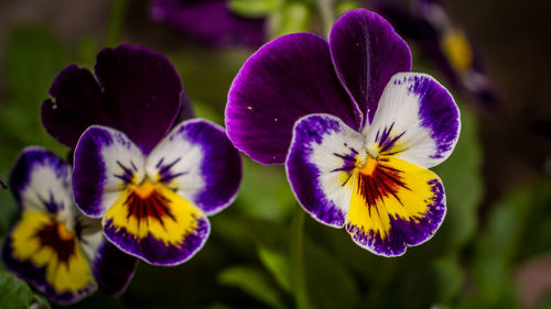 Close-up of purple flowers blooming outdoors
