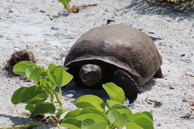 High angle view of turtle on ground