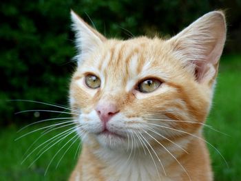 Close-up of cat outdoors