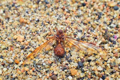 High angle view of spider