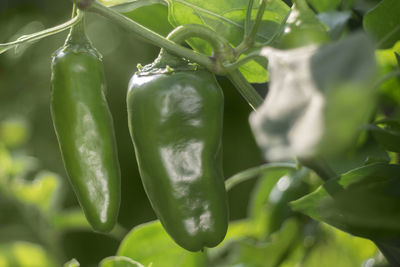 Close-up of green chili peppers on plant