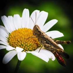 Close-up of butterfly pollinating on flower