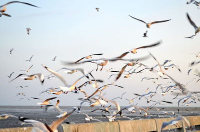 Seagulls flying over sea