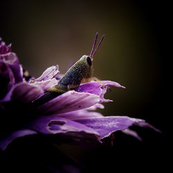 Close-up of butterfly on purple flower