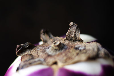 Close-up of insect on wood against black background