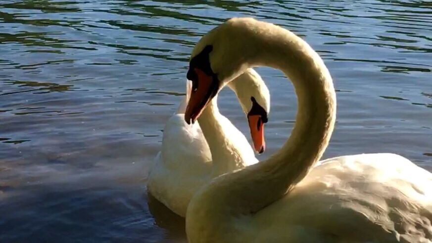 SWANS SWIMMING IN WATER