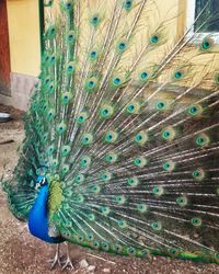 Close-up of peacock