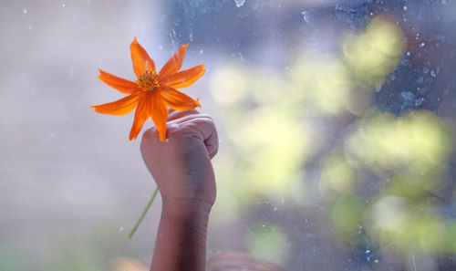 Close-up of hand holding flower