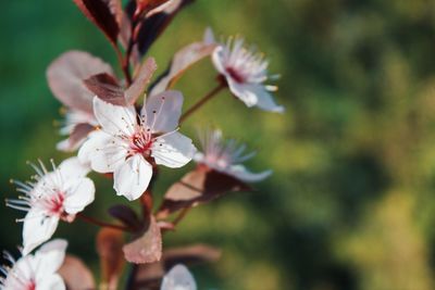 Close-up of white cherry blossoms