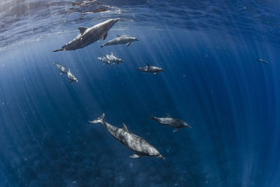 High angle view of fish swimming in sea