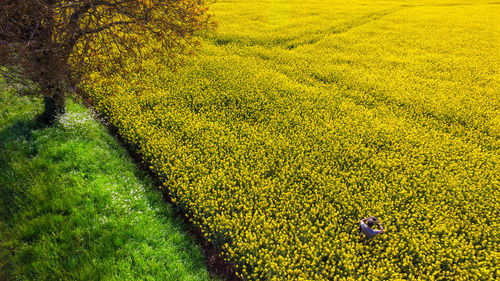 High angle view of yellow flowers growing in field