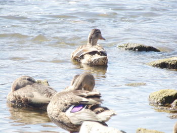 Ducks swimming in lake