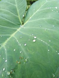 Close-up of raindrops on leaves