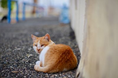 Cat resting in a city