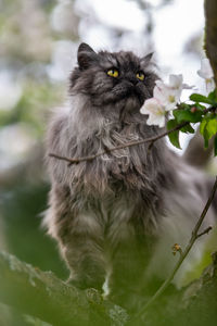 Portrait of cat looking at camera