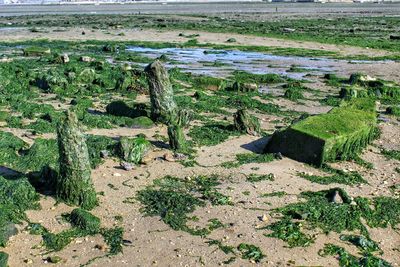 Scenic view of beach