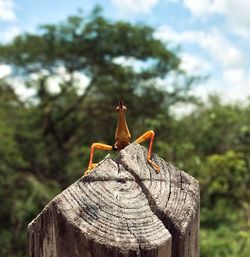 Close-up of butterfly on leaf