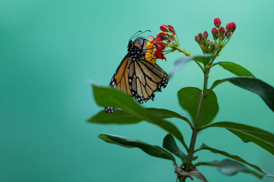 Close-up of butterfly perching on flower