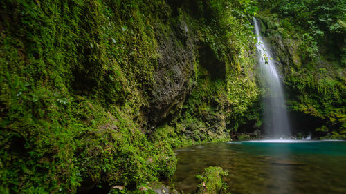 Scenic view of waterfall in forest