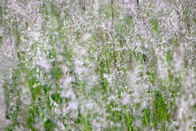 Full frame shot of purple flowering plants on field