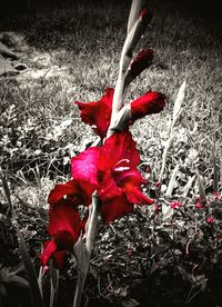 Close-up of red flower in field