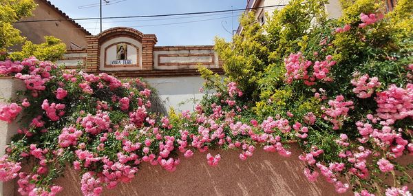 Low angle view of pink flowering plants by building