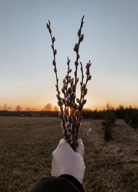 Hand holding plant on field against sky during sunset