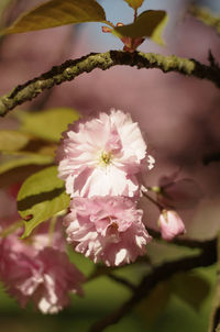 Close-up of pink flowers on tree