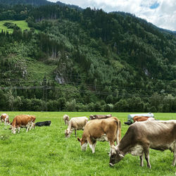 Cows grazing in field