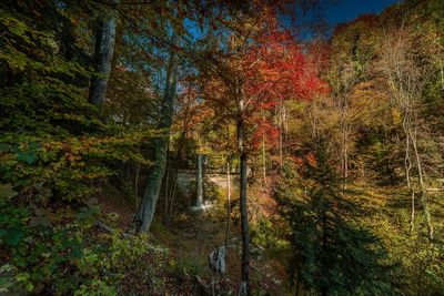 Trees in forest during autumn