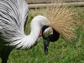 Close-up of bird