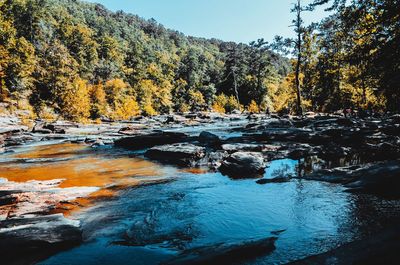 Scenic view of river in forest against sky