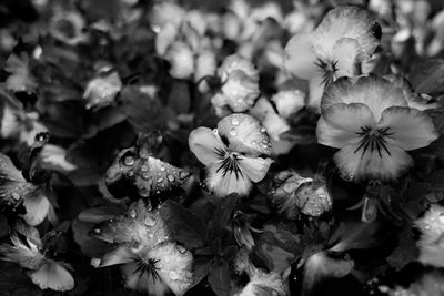 Close-up of flowers